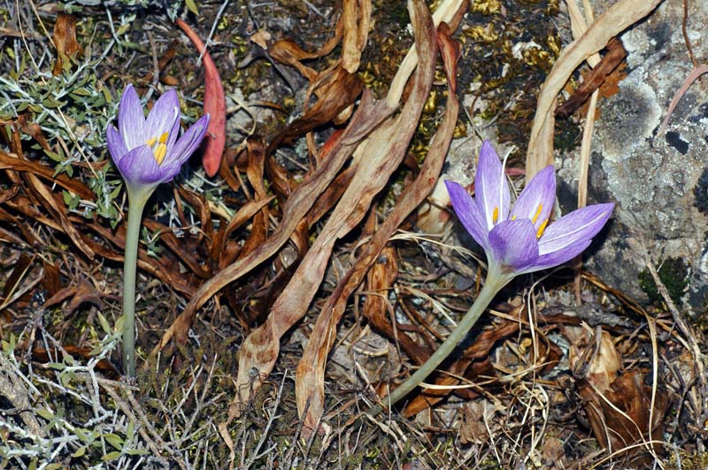 Colchicum cfr. actupii